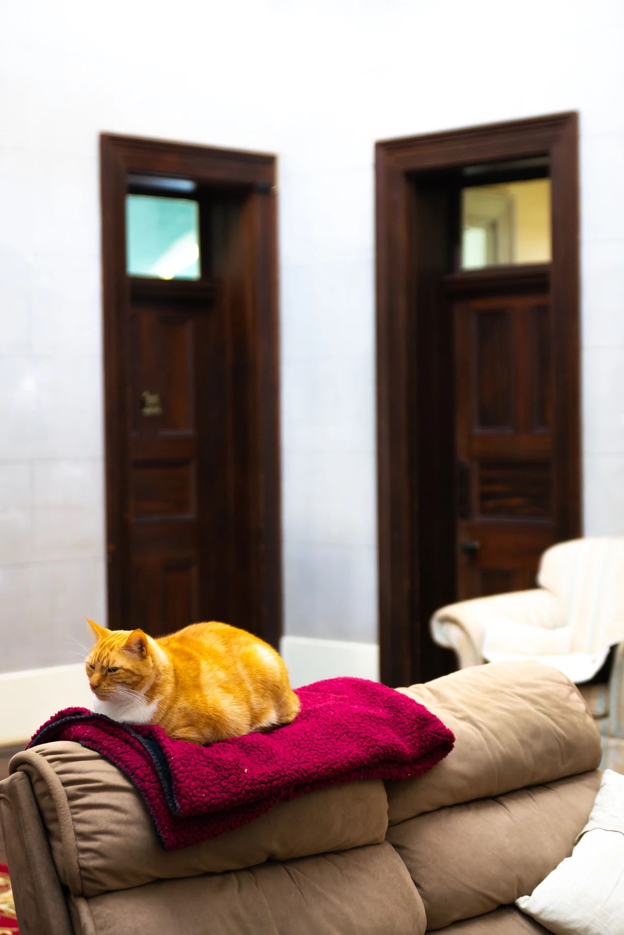 Ginger Cat On Red Blanket On Brown Couch, Dark Wooden Doors And Light Wall In Background.