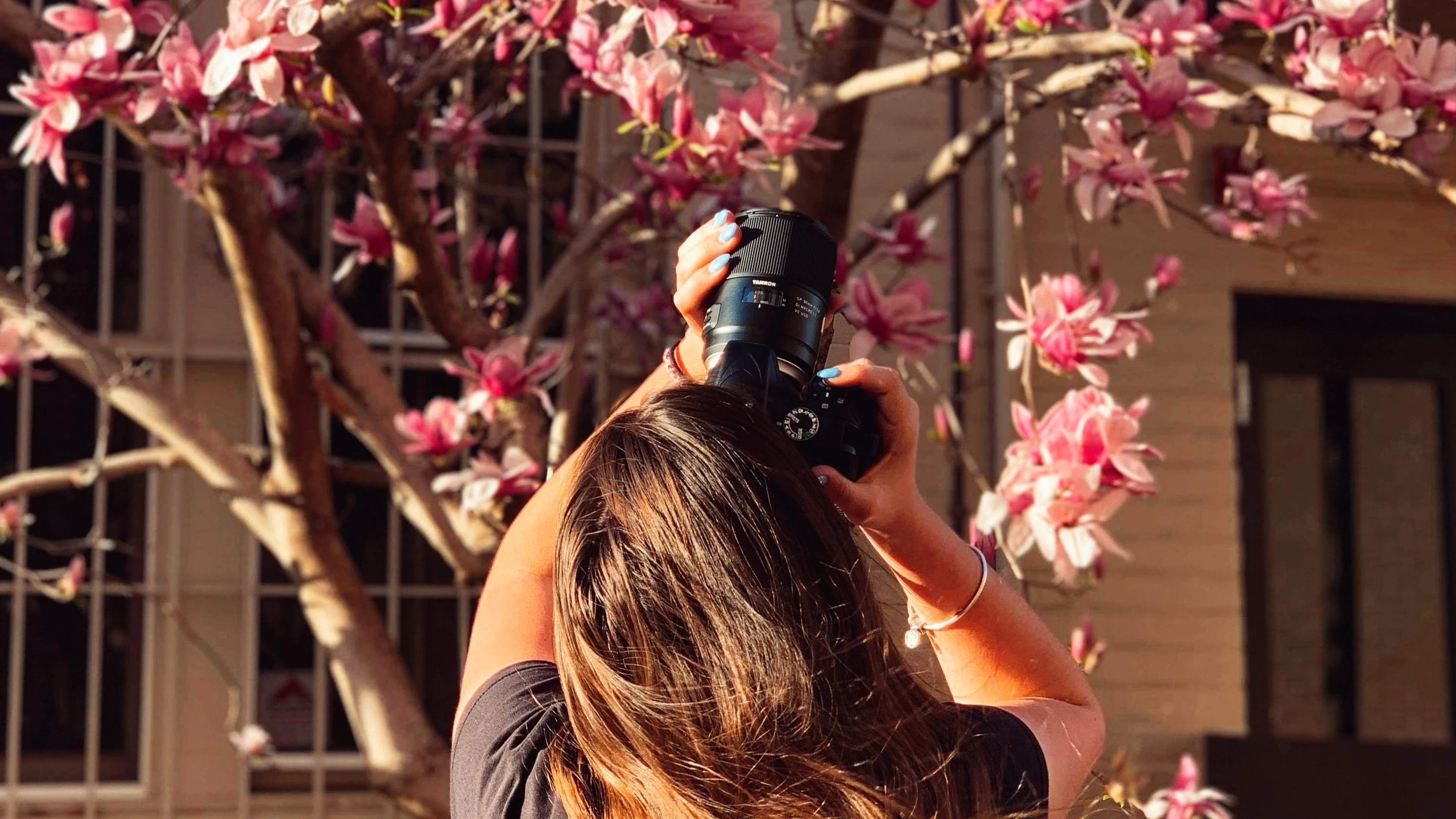 Person photographs pink blossoms under a flowering tree with camera.