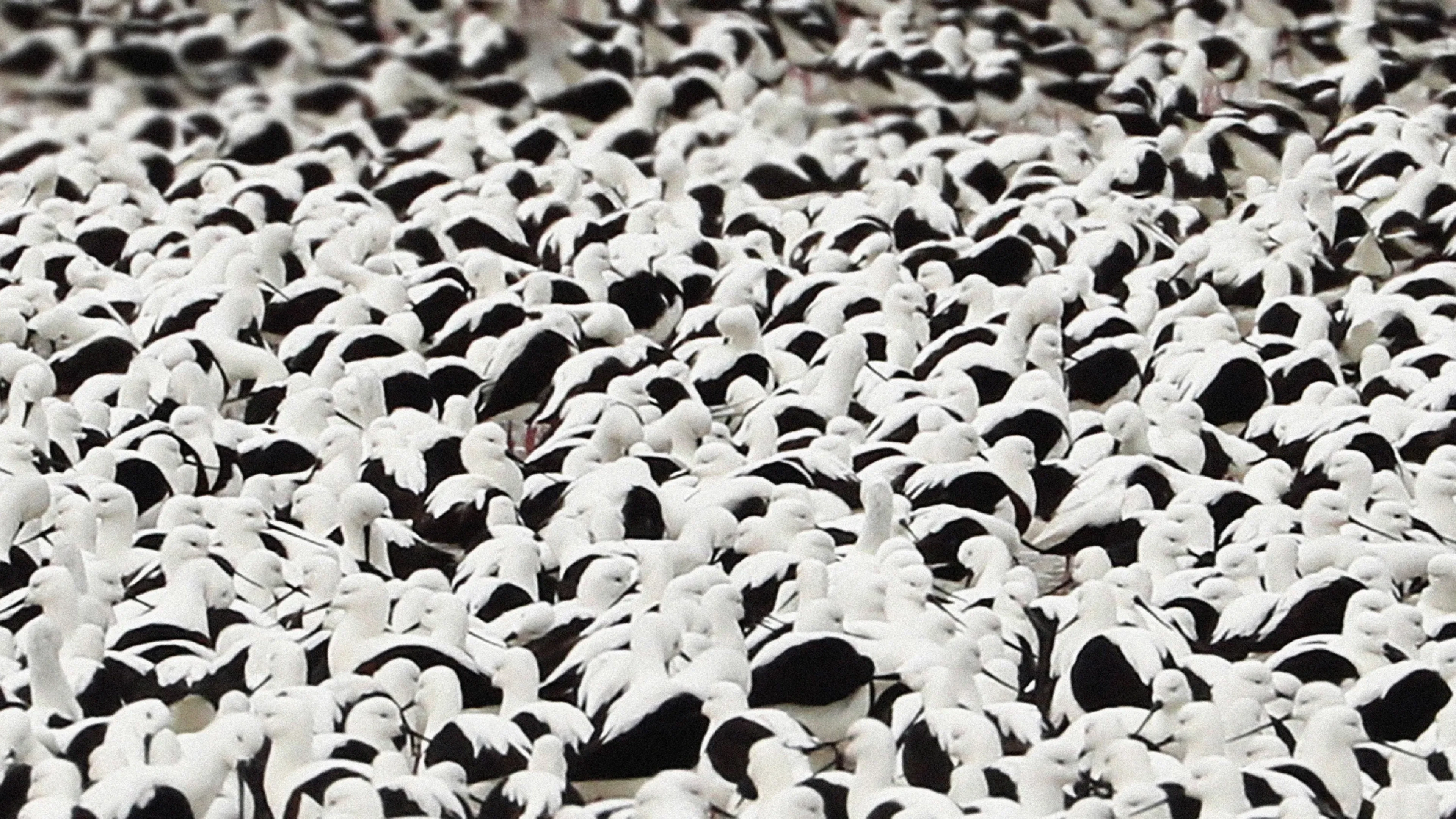 Large flock of densely packed black-and-white birds in a striking, uniform pattern.
