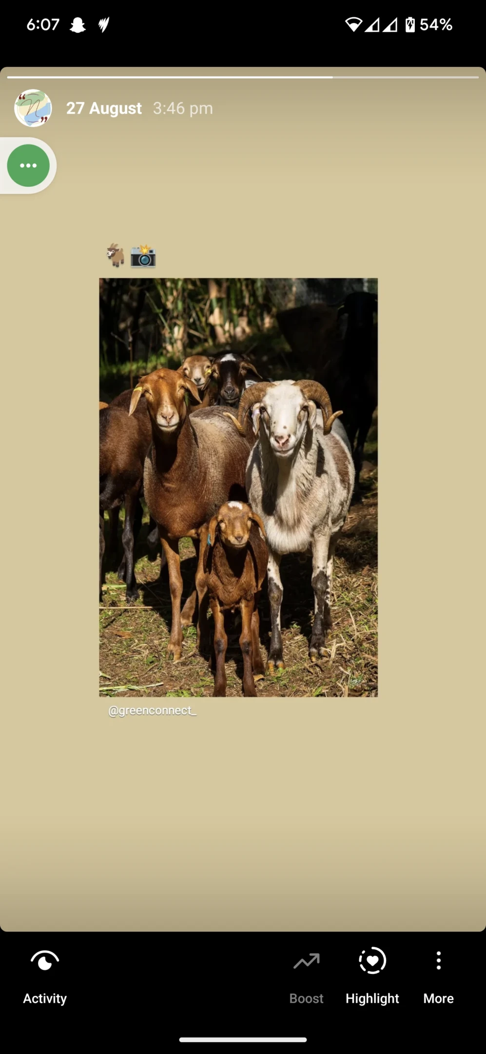 Goats Sunlight Trees Background