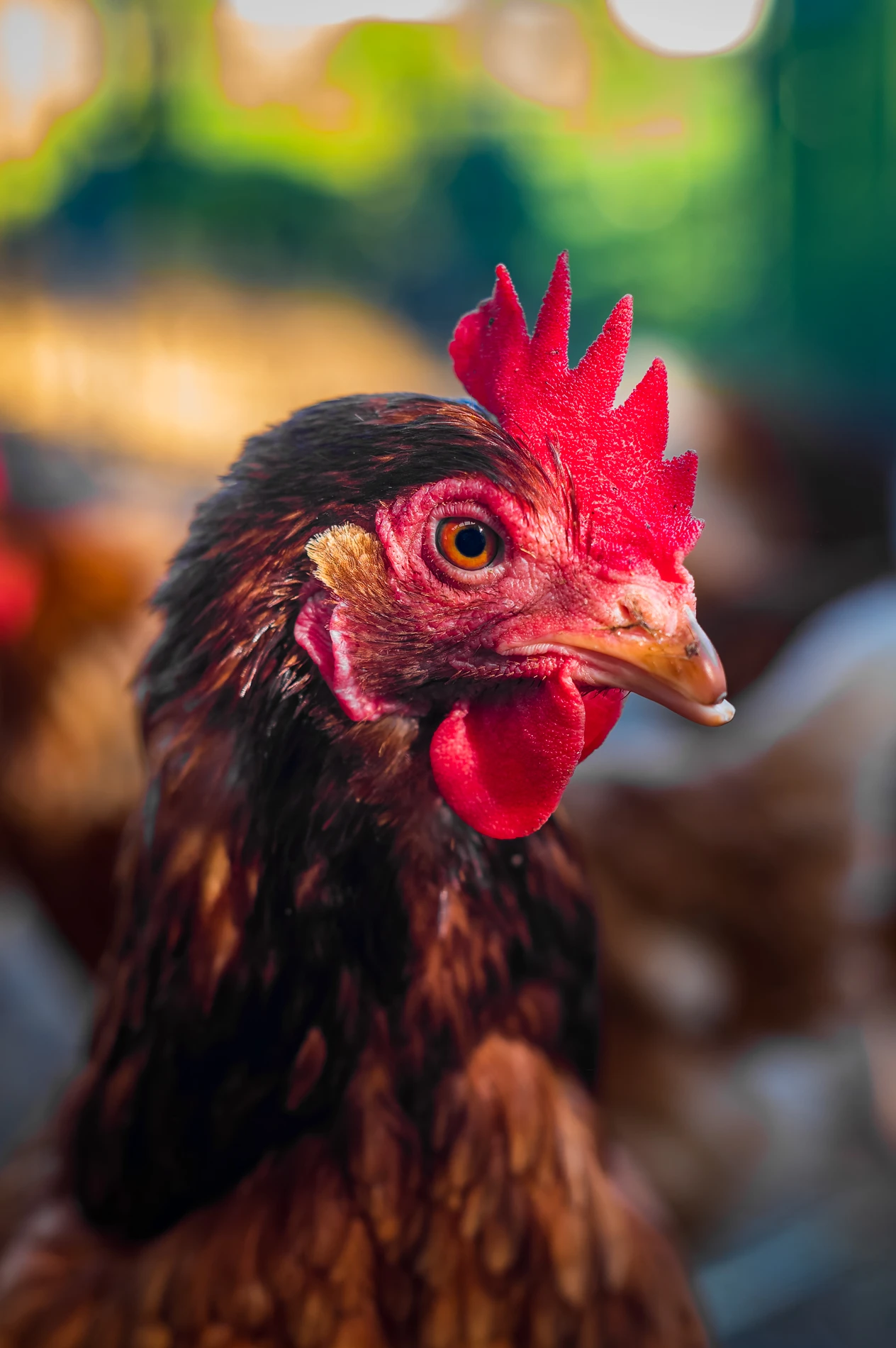 Close-Up Of A Chicken With A Red Comb, Detailed Feathers, And Alert Gaze Against Blurred Background.