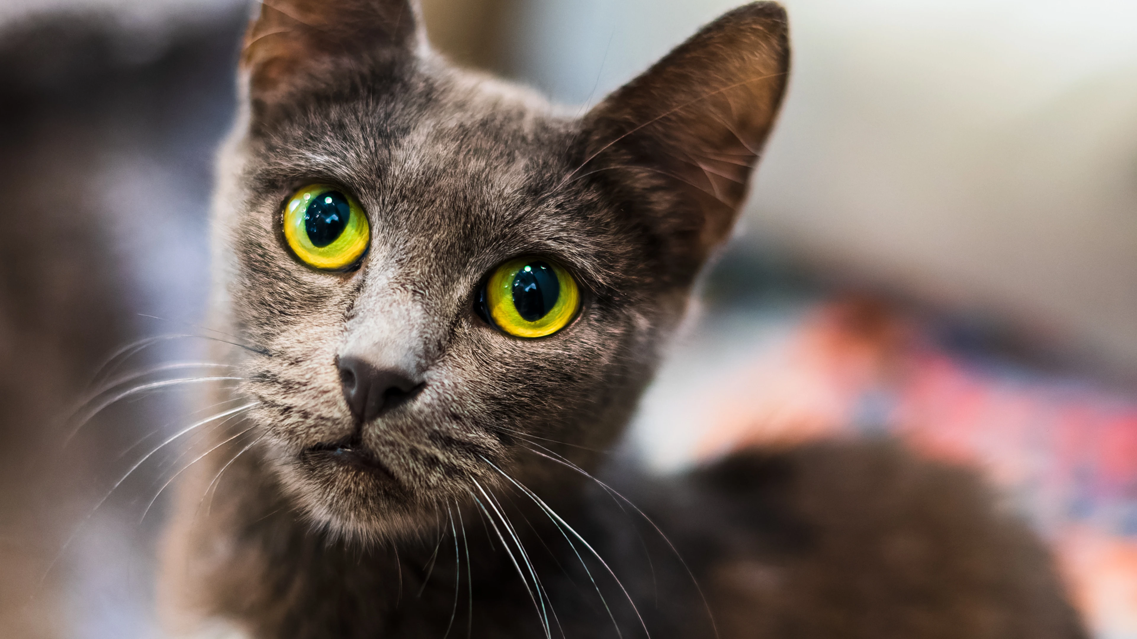 Grey Cat With Yellow Eyes Looking Curiously At Camera; Blurred Background.
