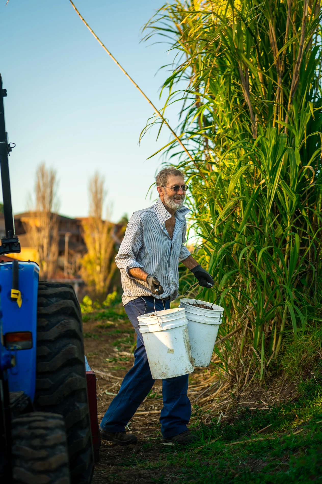 Man In A Garden With Buckets Near Plants, Wearing Gloves; Blue Tractor Visible.