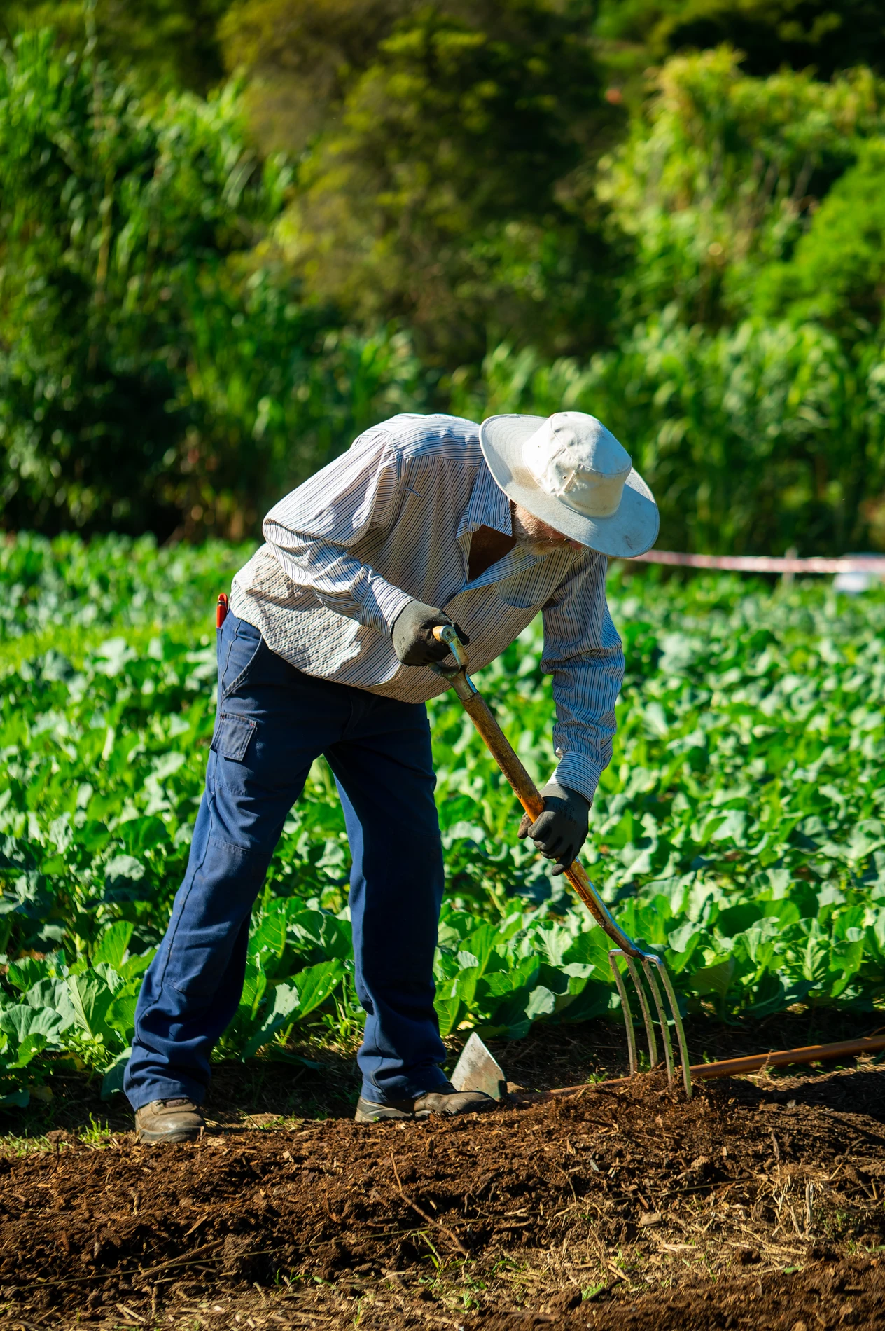 Person With Hat And Gloves Using Pitchfork In Vegetable Garden Surrounded By Green Plants.