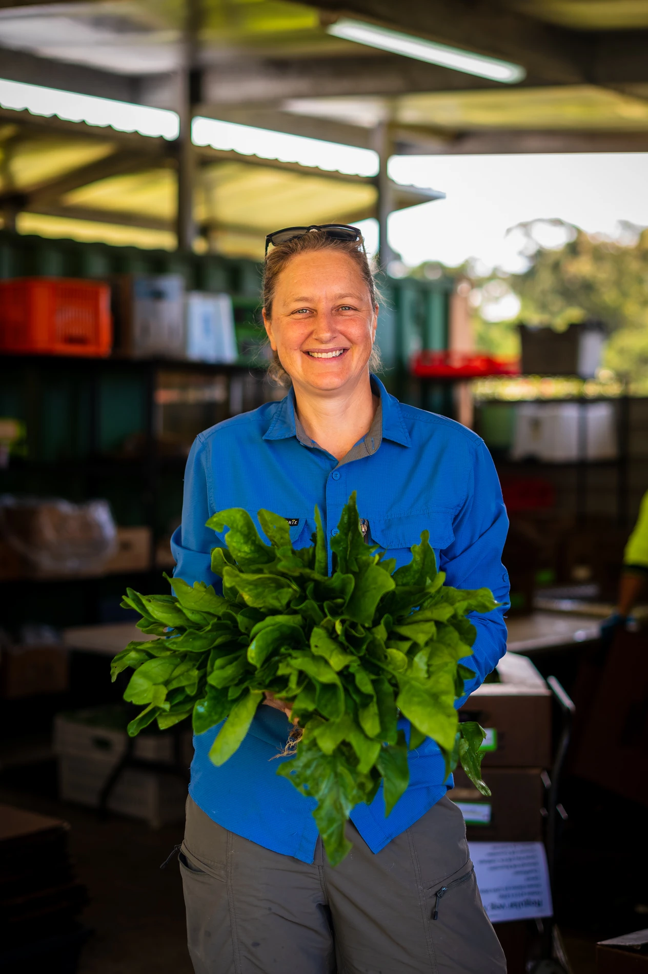 Person In Blue Shirt Holding Fresh Leafy Greens Indoors With Shelves And Boxes In Background.