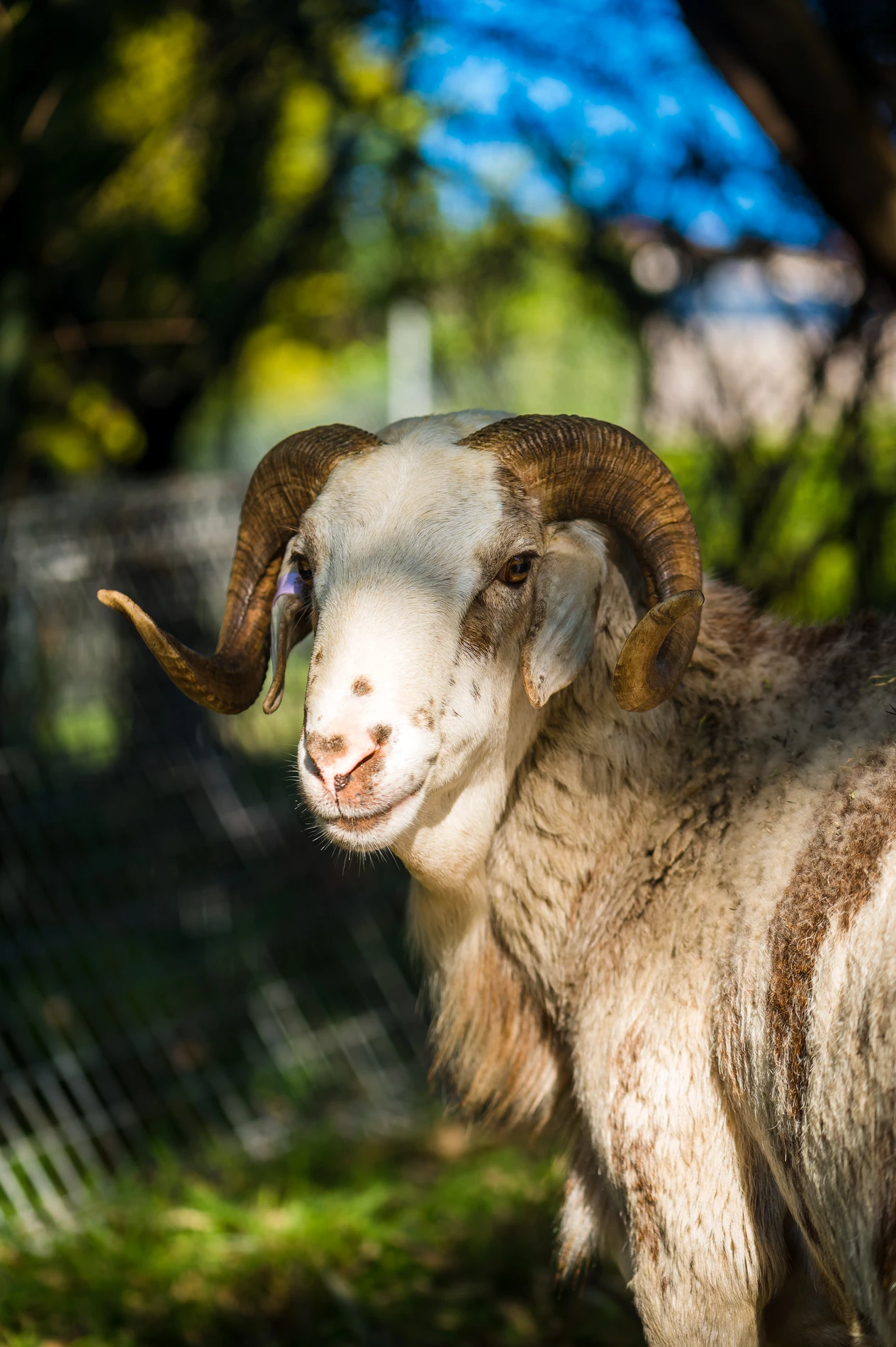 Ram With Large Curved Horns In Shade, Blurred Trees And Fence In Background.