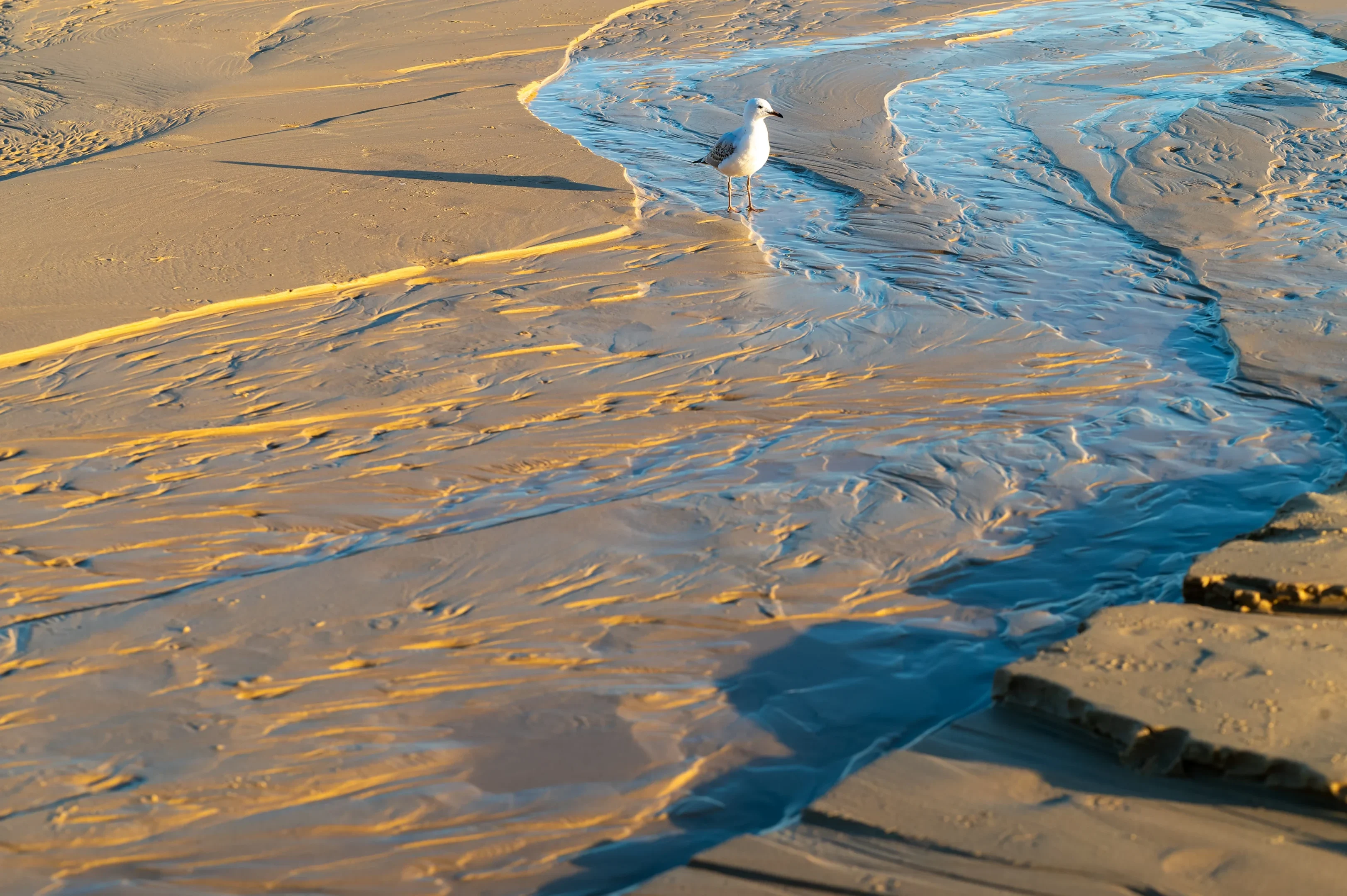 Beyond The Illawarra Postcard: 5 Unexpected Spots For Spring Photos 3 Seagull Standing On Wet Sandy Beach Near A Small Stream Illuminated By Sunlight.