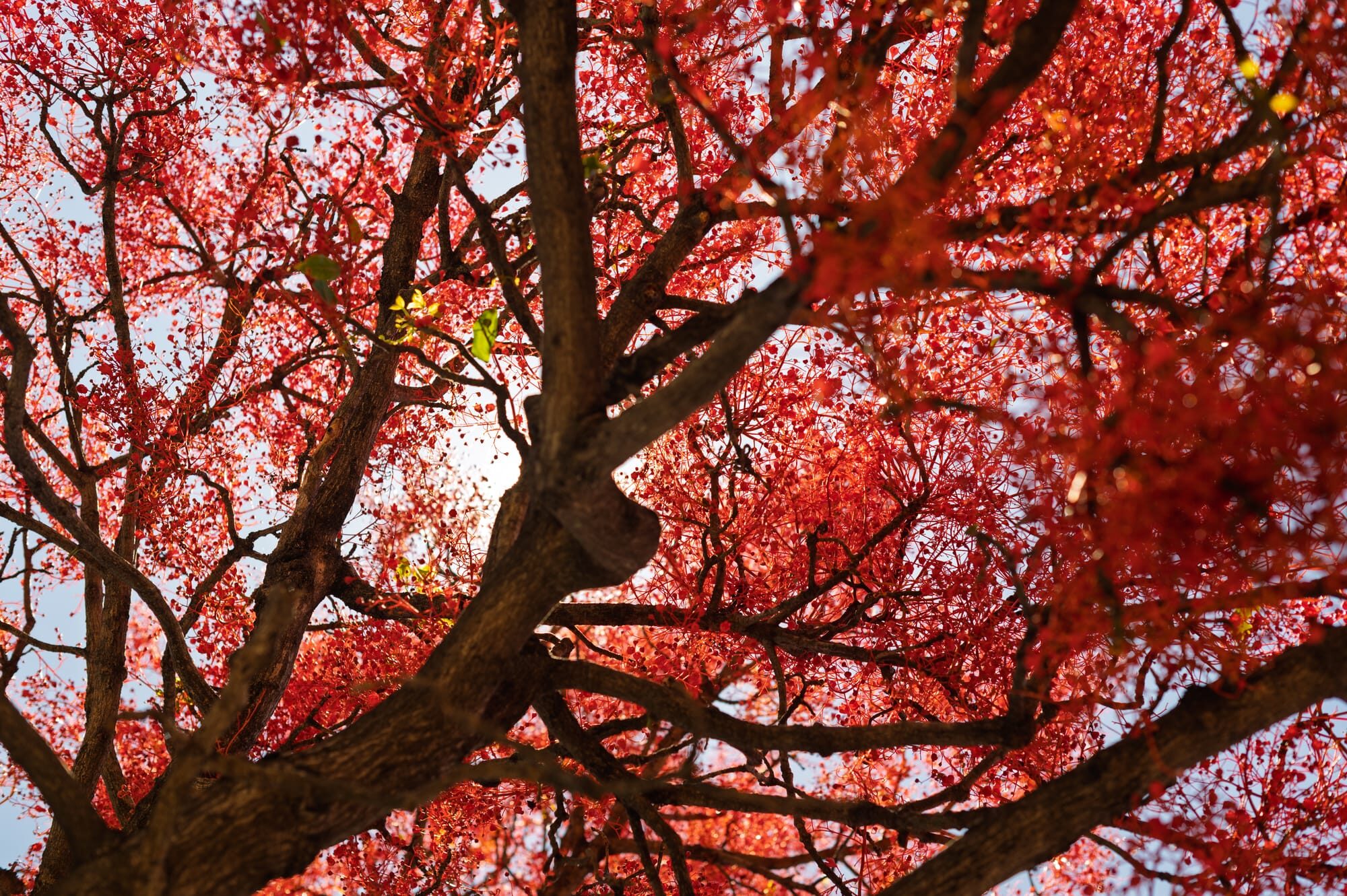 Flame Trees 0003 1