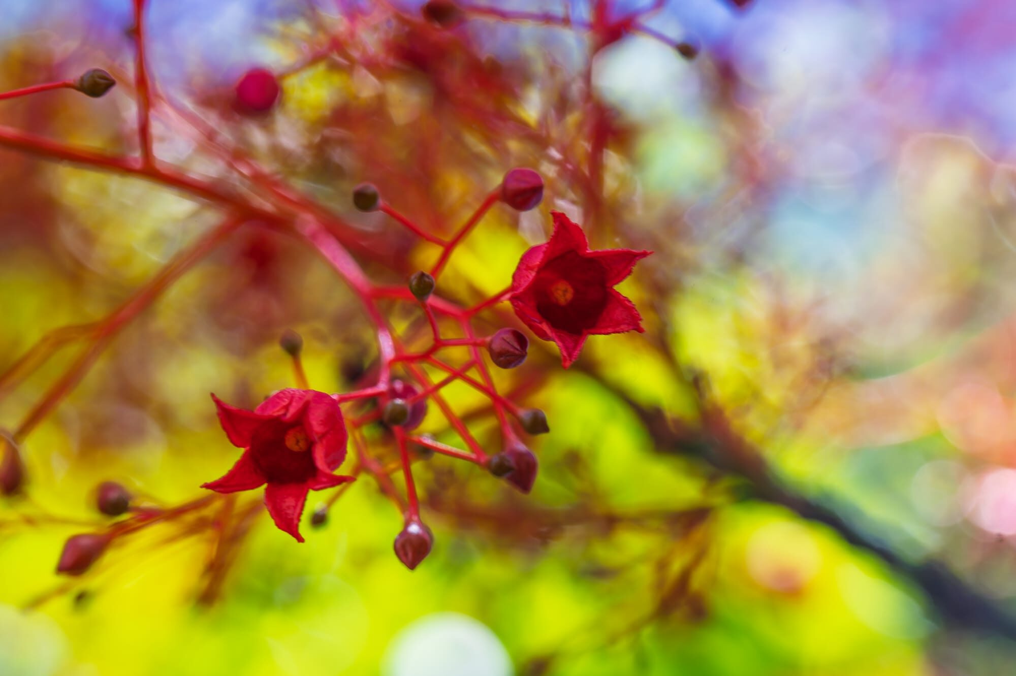How the Illawarra Flame Tree got its (English, common) name