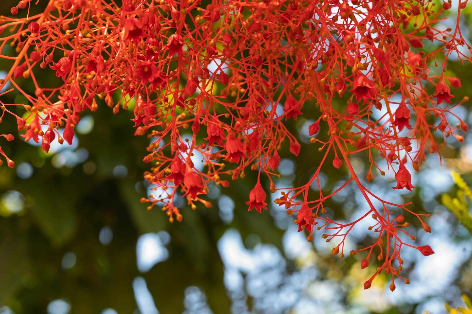 How the Illawarra Flame Tree got its (English, common) name