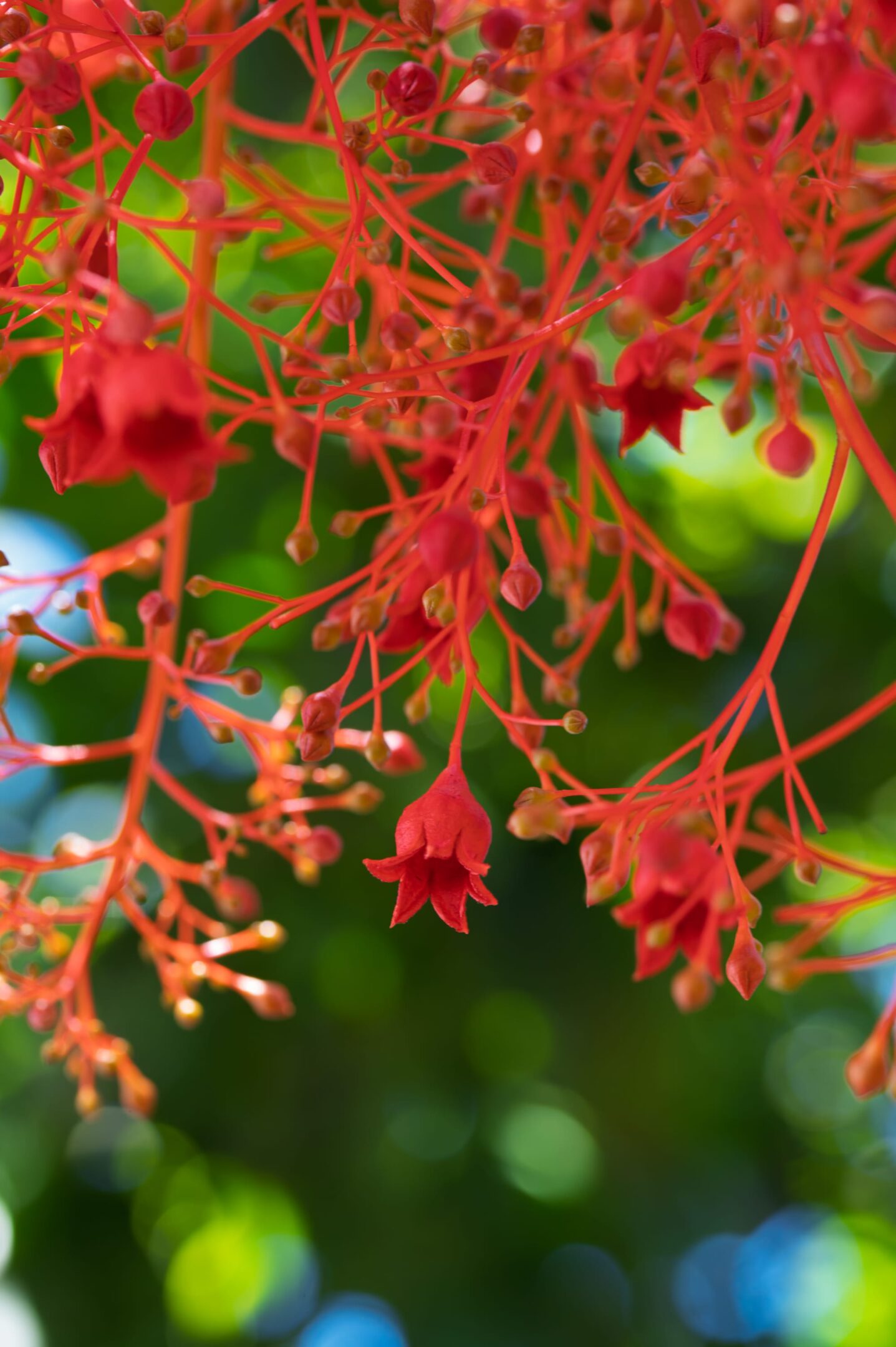 How the Illawarra Flame Tree got its (English, common) name