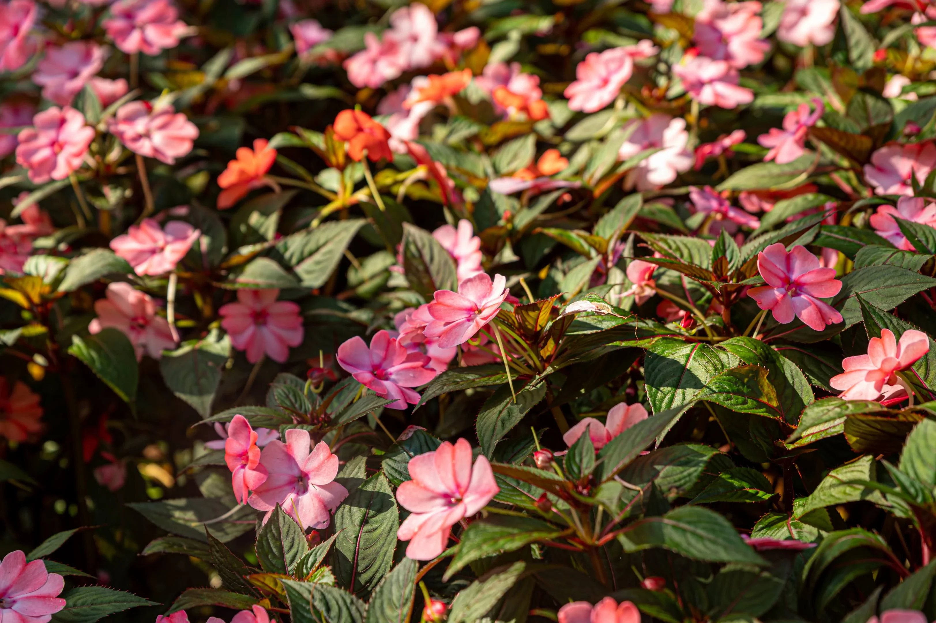 The 5 Best Family Photo Locations In The Illawarra For Autumn 2026